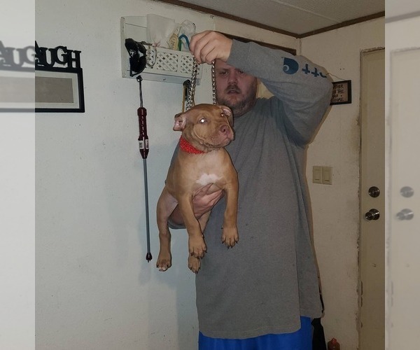 Medium Photo #1 American Pit Bull Terrier Puppy For Sale in BIG STONE GAP, VA, USA