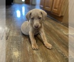 Small #37 Labrador Retriever