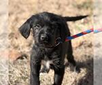 Small Labrador Retriever Mix
