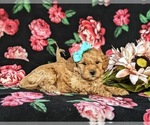 Small Photo #5 Bichpoo Puppy For Sale in CHRISTIANA, PA, USA