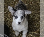 Small Photo #6 Pembroke Welsh Corgi Puppy For Sale in OROFINO, ID, USA