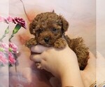 Small #2 Poodle (Toy)