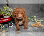 Small Photo #6 Poodle (Miniature) Puppy For Sale in WOLCOTTVILLE, IN, USA