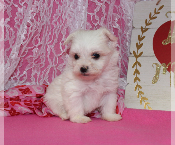 Medium Photo #10 Maltese Puppy For Sale in CHANUTE, KS, USA