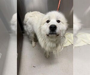 Great Pyrenees Dogs for adoption in Fairbanks, AK, USA