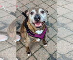 Small #8 American Pit Bull Terrier Mix
