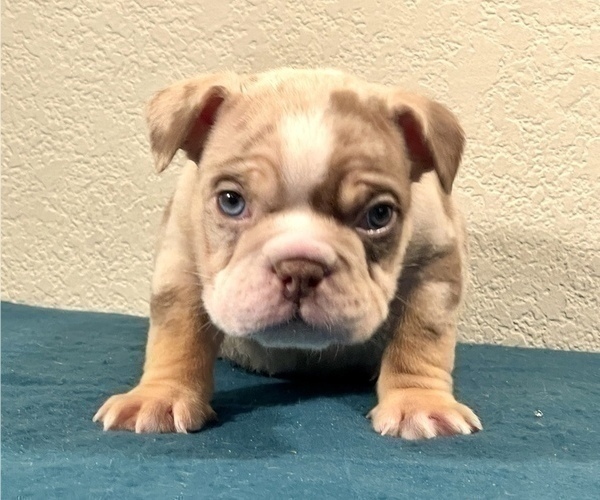 Medium Photo #4 English Bulldog Puppy For Sale in LOUISVILLE, KY, USA