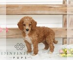 Small #2 Poodle (Miniature)