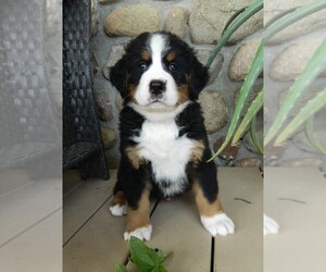 Medium Bernese Mountain Dog