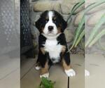 Puppy Bryson Bernese Mountain Dog
