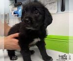 Small #1 Labrador Retriever Mix