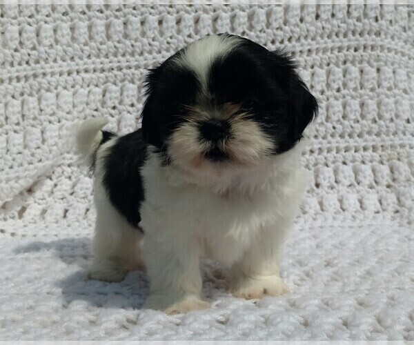 Medium Photo #3 Shih Tzu Puppy For Sale in DALTON, OH, USA