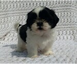 Small #2 Shih Tzu