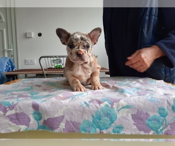 Medium Photo #3 French Bulldog Puppy For Sale in Kaposvar, Somogy, Hungary