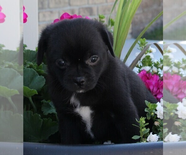 Medium Photo #2 Pug Puppy For Sale in FREDERICKSBURG, OH, USA