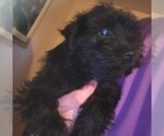 Small #5 Schnauzer (Miniature)