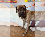 Small #1 Bullmastiff
