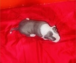 Small Photo #9 American Pit Bull Terrier Puppy For Sale in TRENTON, NJ, USA