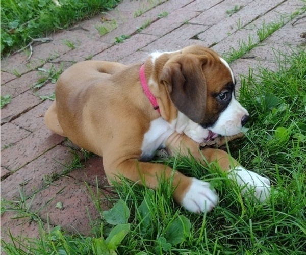 Medium Photo #43 Boxer Puppy For Sale in PORT ROYAL, PA, USA