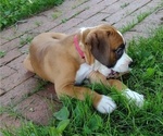 Small #7 Boxer