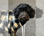 Puppy Christian Yorkipoo