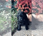 Small #3 Goldendoodle