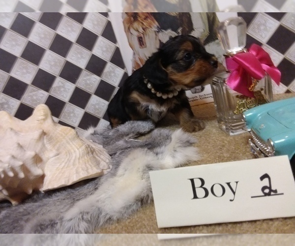 Medium Photo #10 Yorkshire Terrier Puppy For Sale in AUSTIN, TX, USA