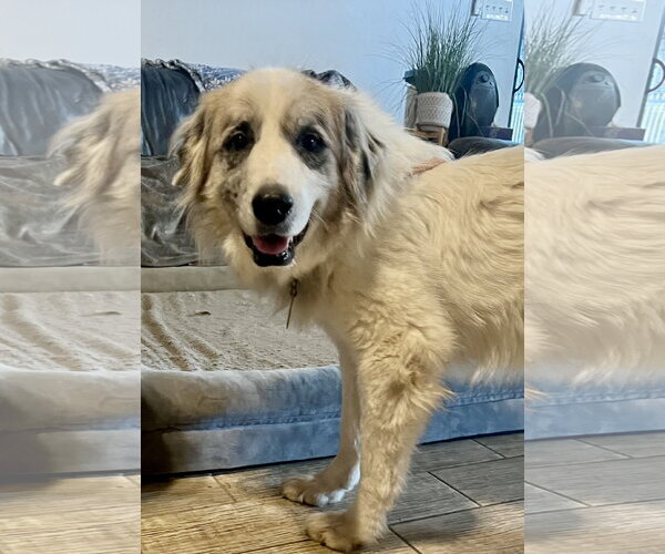 Medium Photo #13 Great Pyrenees Puppy For Sale in Spring, TX, USA