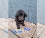 Small Photo #1 Dachshund-Unknown Mix Puppy For Sale in Shillington, PA, USA