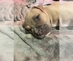Small Photo #5 American Bully Puppy For Sale in Innisfil, Ontario, Canada
