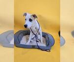 Small #3 Labrador Retriever-Staffordshire Bull Terrier Mix