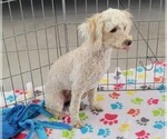 Small #1 Poodle (Toy)