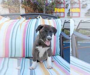 Pooh 5AcreWood - Male Collie-Labrador Retriever Mix Dog for Adoption - Photo #9