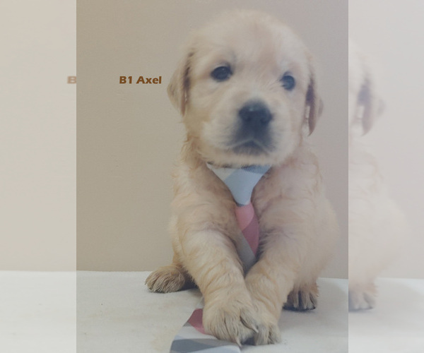 Medium Photo #3 Golden Retriever Puppy For Sale in MILFORD, MI, USA