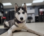 Small Photo #1 Siberian Husky Puppy For Sale in ALPENA, MI, USA