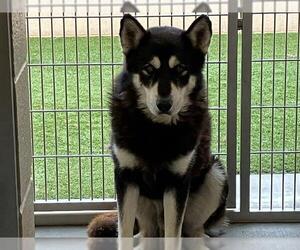 Siberian Husky Dogs for adoption in Orange, CA, USA