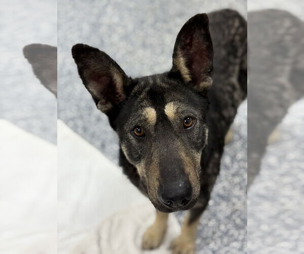 Medium Photo #3 German Shepherd Dog-Unknown Mix Puppy For Sale in Bemidji, MN, USA