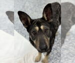 Small #2 German Shepherd Dog Mix