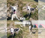 Small Photo #2 Siberian Husky-Unknown Mix Puppy For Sale in Evansville, IN, USA