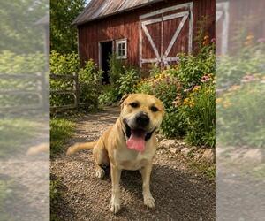 American Pit Bull Terrier-Labrador Retriever Mix Dogs for adoption in Globe, AZ, USA