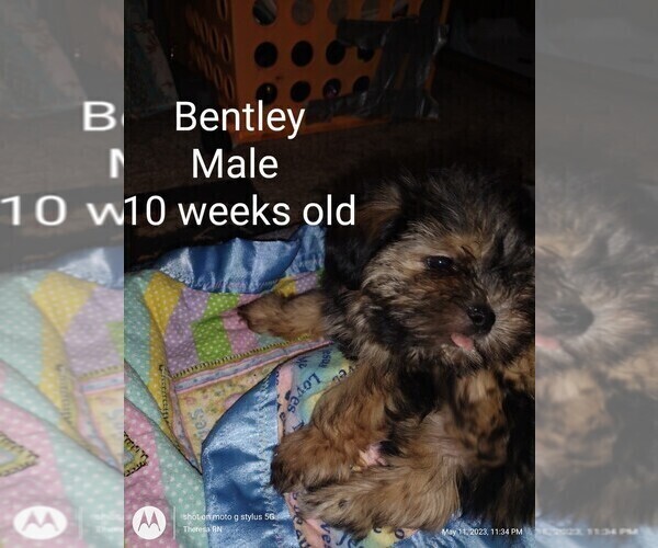 Medium Photo #2 Yorkshire Terrier Puppy For Sale in ROCK ISLAND, IL, USA