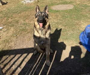 Father of the German Shepherd Dog-Mastiff Mix puppies born on 07/06/2026