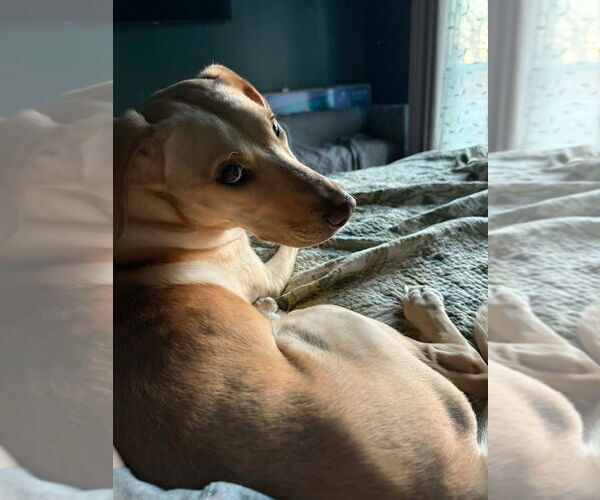 Medium Photo #2 Labrador Retriever-Unknown Mix Puppy For Sale in Canton, CT, USA