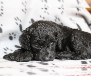 Poodle (Standard) Puppy for sale in EAU CLAIRE, WI, USA