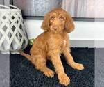 Small Photo #6 Miniature Labradoodle Puppy For Sale in FRANKLIN, IN, USA