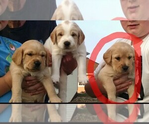 Goldendoodle-Labrador Retriever Mix Puppy for sale in BRANDON, MN, USA