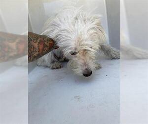 Mutt Dogs for adoption in Houston, TX, USA