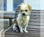 Small Mutt