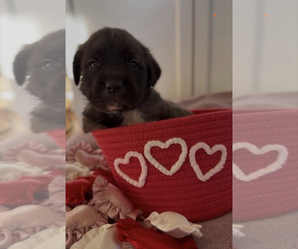 Medium Photo #33 Mastiff-Pyrenean Mastiff Mix Puppy For Sale in RHOME, TX, USA