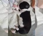 Small Photo #10 Australian Shepherd Puppy For Sale in BATTLE CREEK, MI, USA